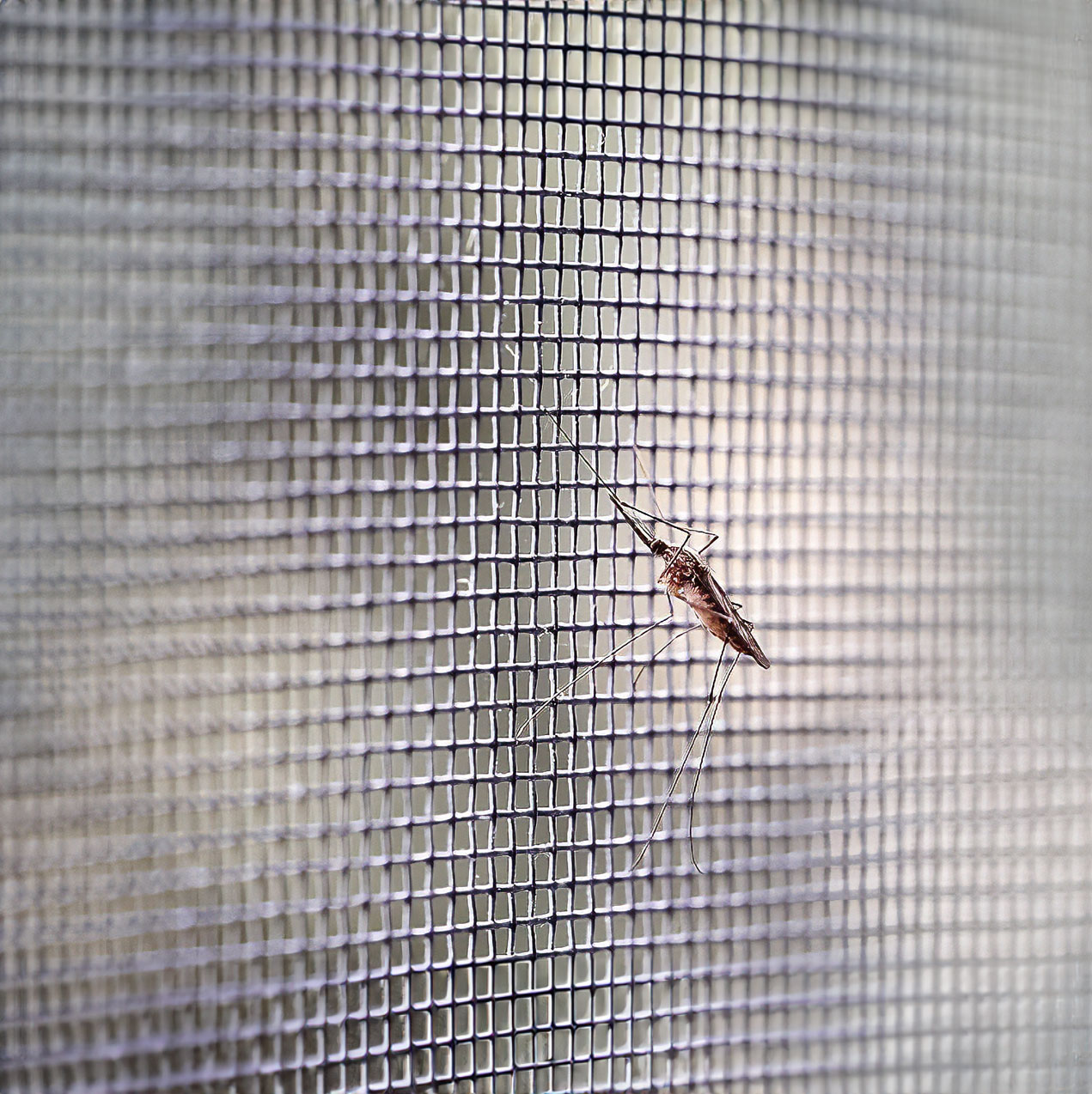 Fiberglass Insect Mesh Fiberglass Insect Mesh